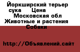 Йоркширский терьер (сука)  › Цена ­ 18 000 - Московская обл. Животные и растения » Собаки   